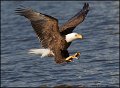 _2SB1870 american bald eagle